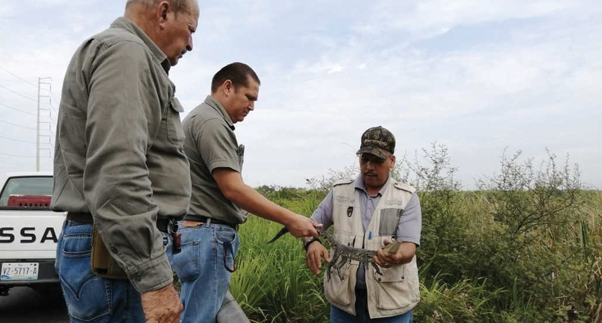 Reintegran a su hábitat a tres cocodrilos en Tamaulipas