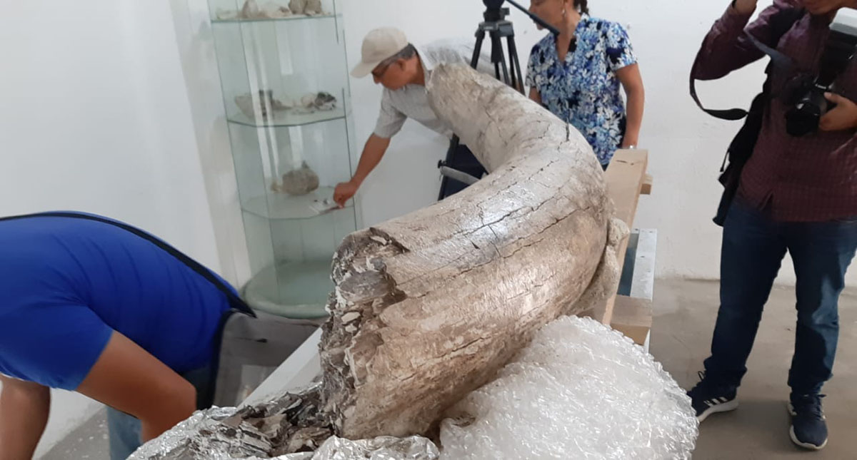 #Video Hallan restos de mamut y lobo gigante en Puebla