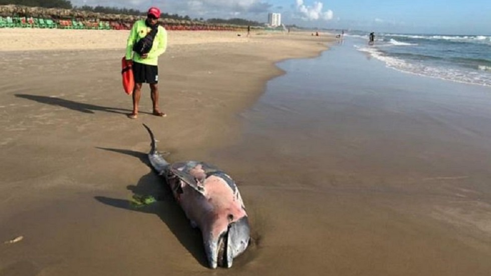 Hallan muerto a delfín nariz de botella en playa de Tamaulipas