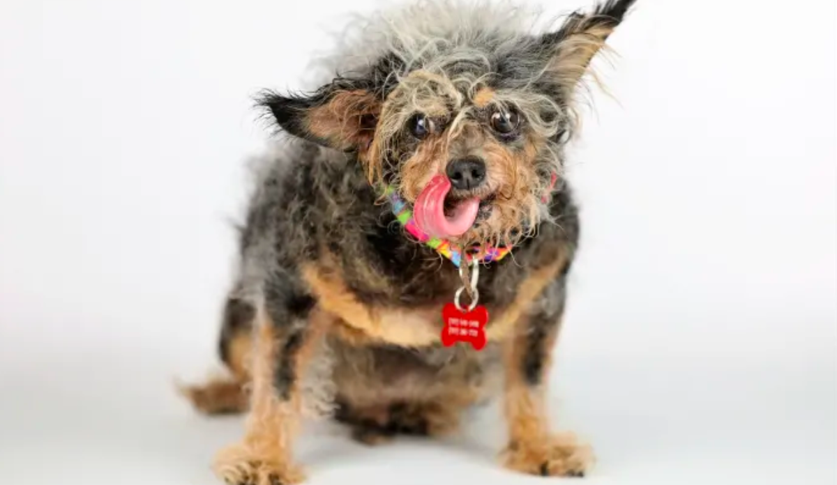Scamp se corona como el perro más feo del mundo 2019
