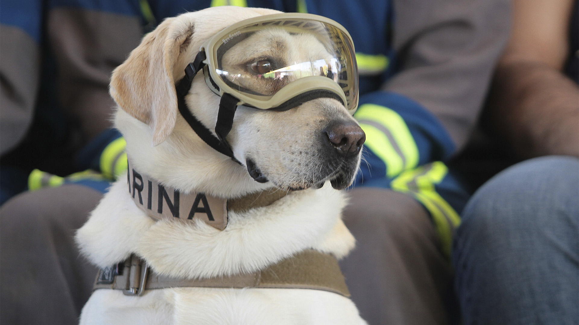 Frida, perra rescatista, se mantiene bajo supervisión médica Frida, perra rescatista, se mantiene bajo supervisión médica