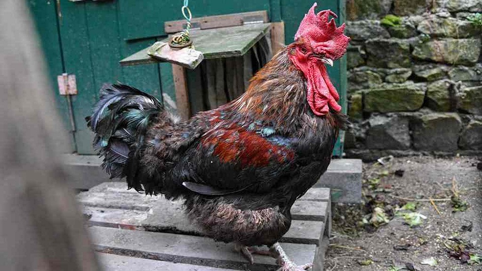 Llaman a juicio a gallo por demanda de vecinos en Francia