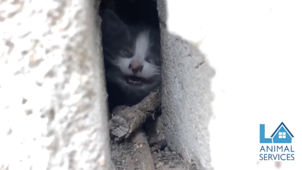#Video Rescatan a un pequeño gato atrapado entre dos paredes