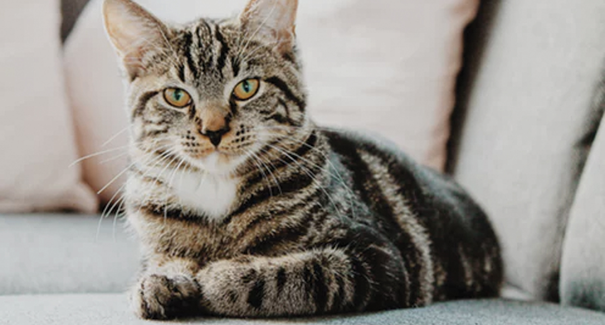 Nueva York podría prohibir la extirpación de uñas de los gatos Nueva York podría prohibir la extirpación de uñas de los gatos