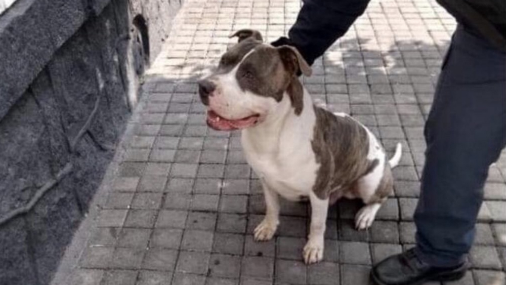 Policía capitalino “secuestra” a perro en alcaldía Cuauhtémoc