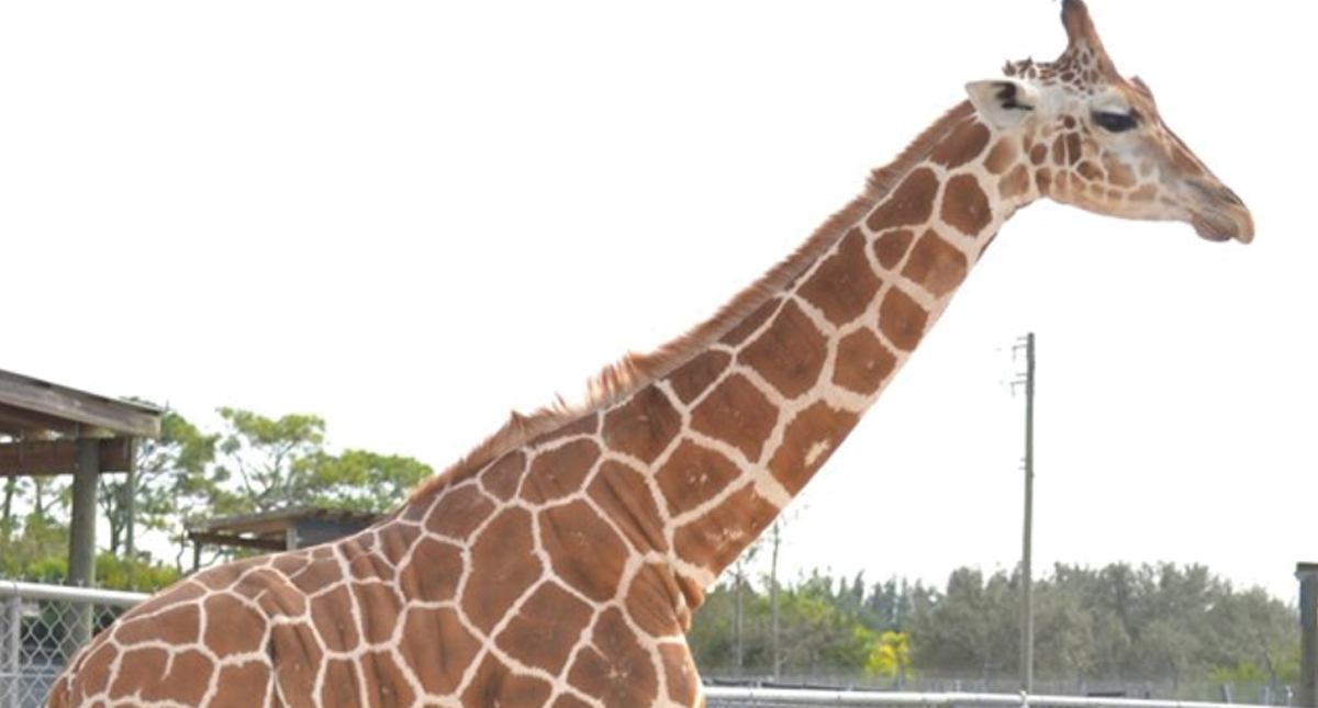 Rayo mata a dos jirafas en Palm Beach
