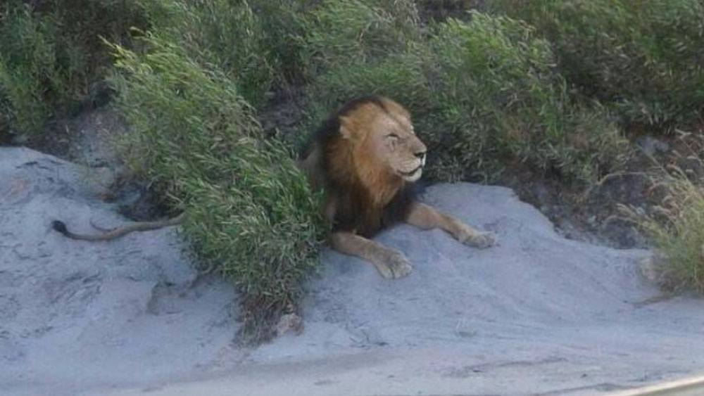 Escapan catorce leones de parque en Sudáfrica