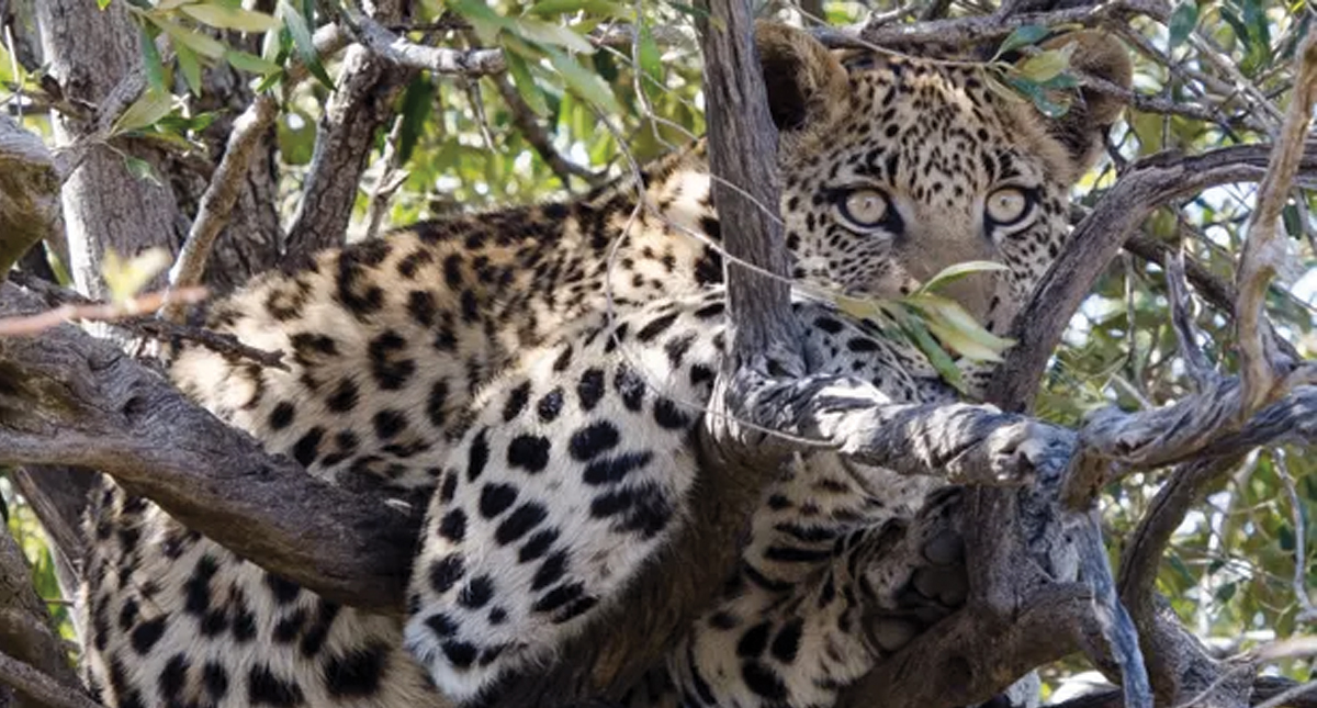 Leopardo mata a niño en parque de Sudáfrica