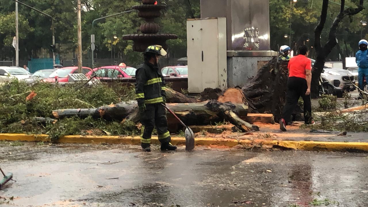 Fuerte lluvia provoca afectaciones en la Ciudad de México - lluvia-arbol-san-miguel-chapultepe