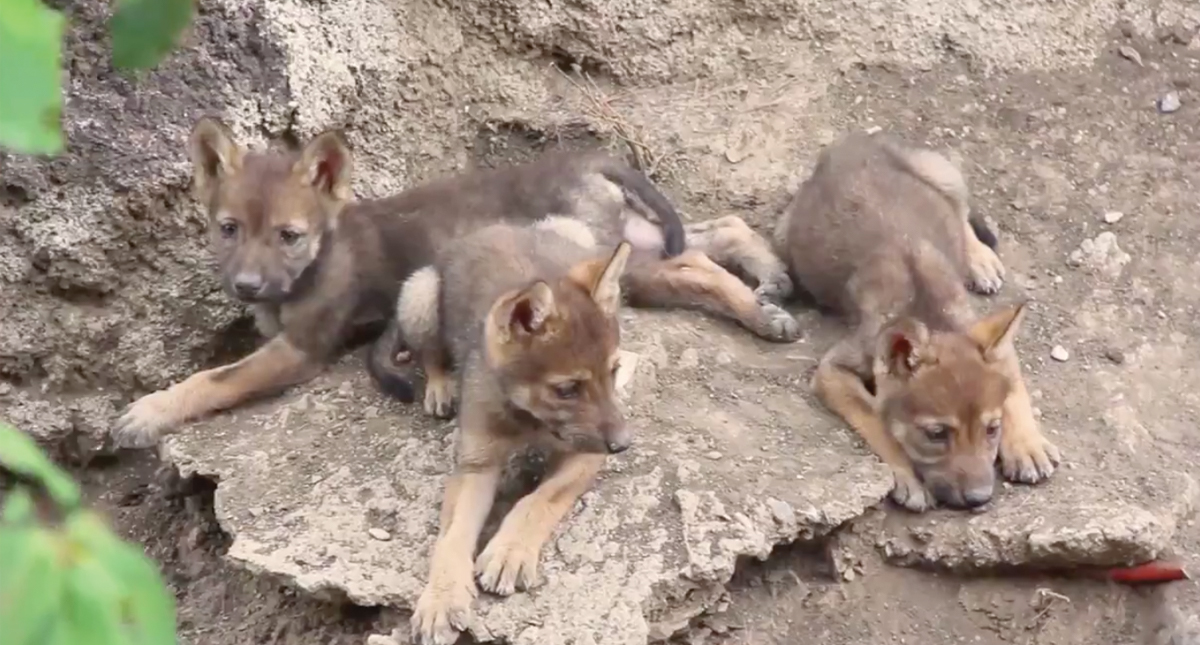#Video Nacen tres crías de lobo gris mexicano en el Museo del Desierto