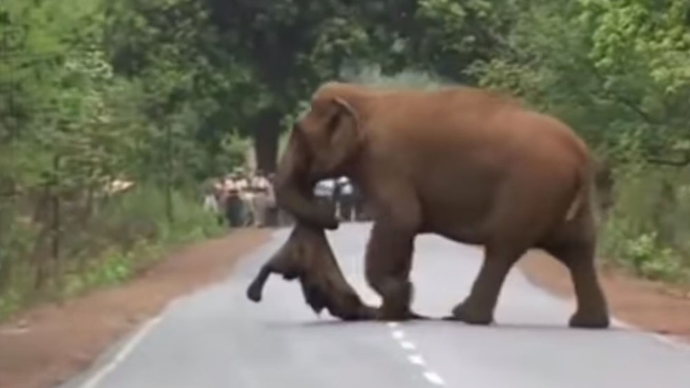 #Video Elefante carga cadáver de su hijo en procesión hacia funeral