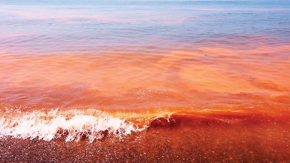 Alertan por frecuencia de florecimiento de algas nocivas en el mar