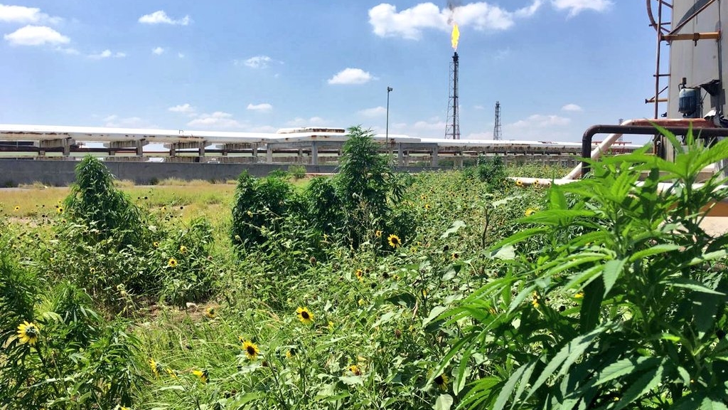 Hallan plantas de mariguana en refinería de Cadereyta - mariguana-sedena-cadereyta-refineria-pemex-2
