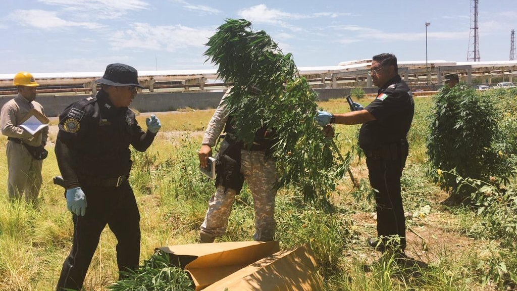Hallan plantas de mariguana en refinería de Cadereyta - mariguana-sedena-cadereyta-refineria-pemex-3