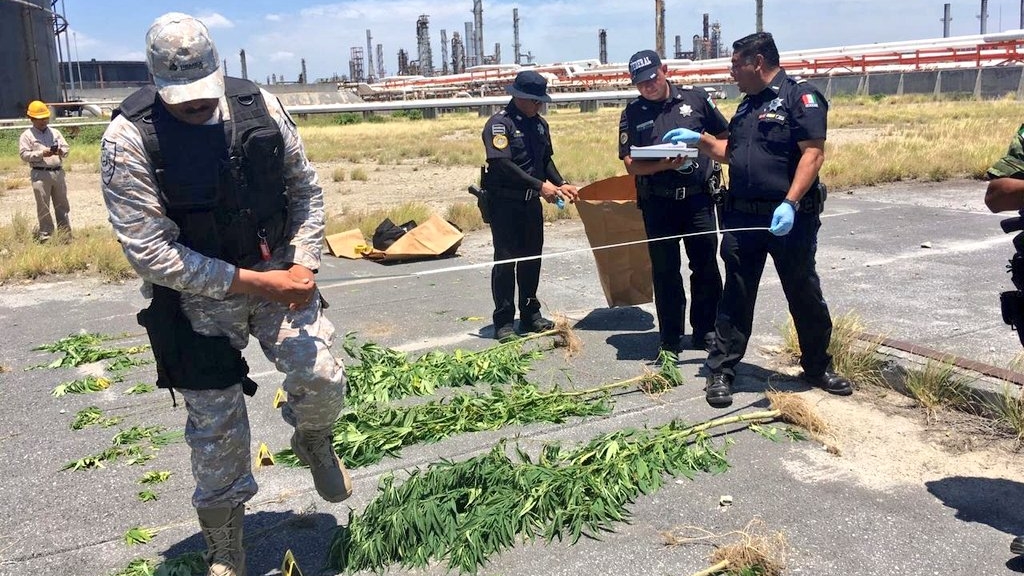 Hallan plantas de mariguana en refinería de Cadereyta