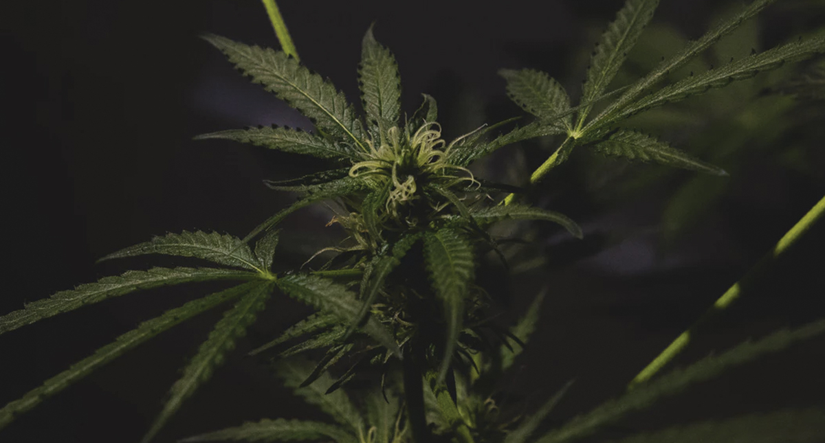 Venta de alimentos con mariguana iniciará en diciembre en Canadá