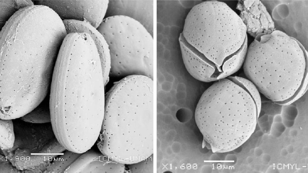 Alertan por frecuencia de florecimiento de algas nocivas en el mar - microalgas-bentonicas-que-producen-toxinas-prorocentrum-lima-y-coolia-spp