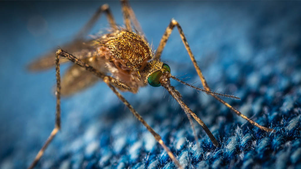 Suman 34 muertes confirmadas por Dengue en Honduras