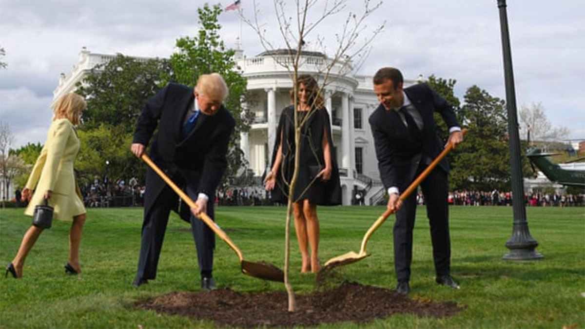 Muere el árbol plantado por Trump y Macron en señal de amistad