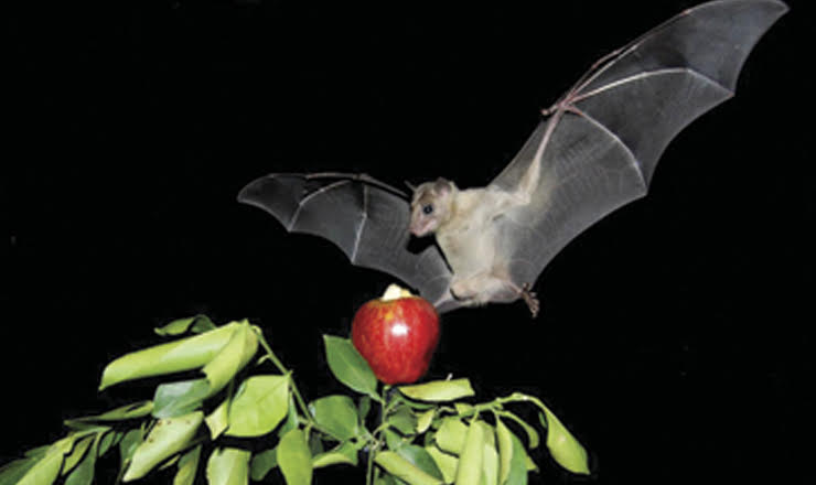 Biguidibela (mariposa desnuda) Biguidibela (mariposa desnuda)