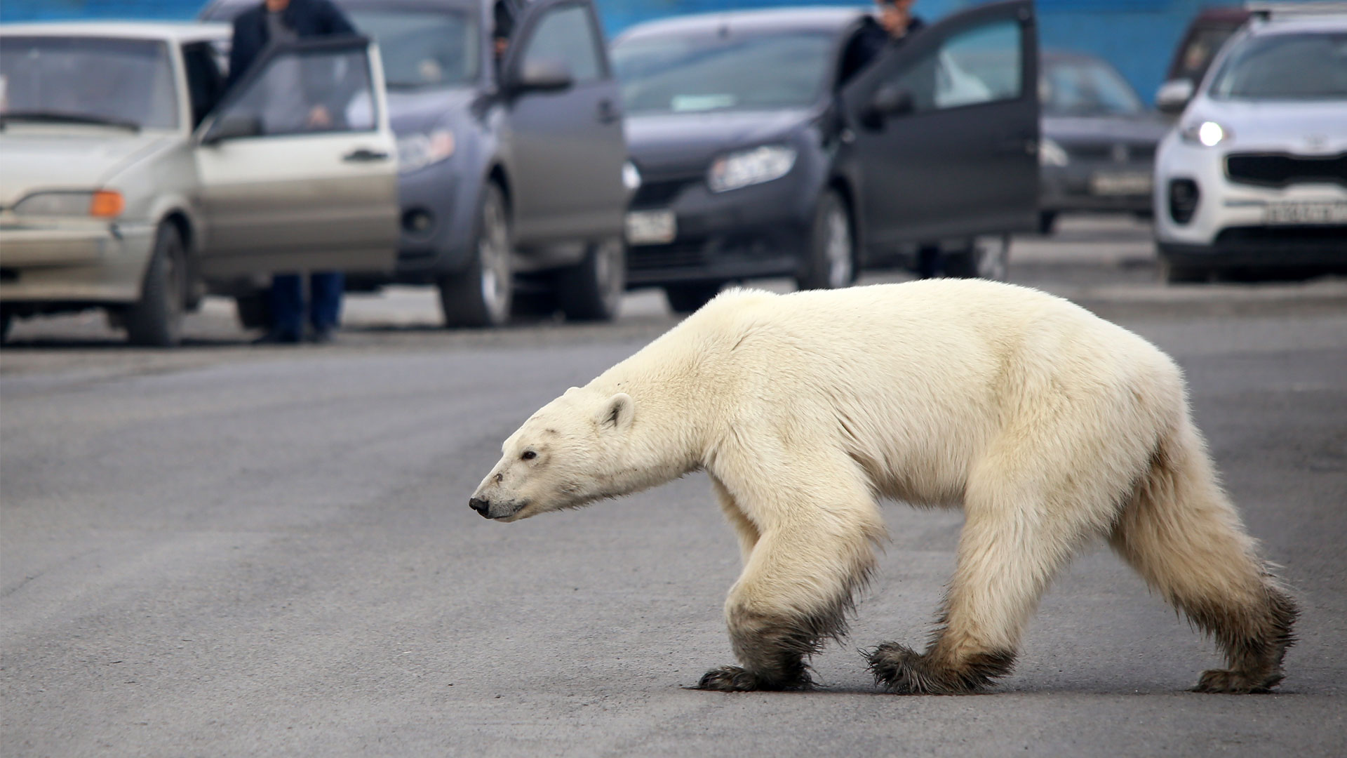 Capturan a osa polar que deambuló por ciudad rusa