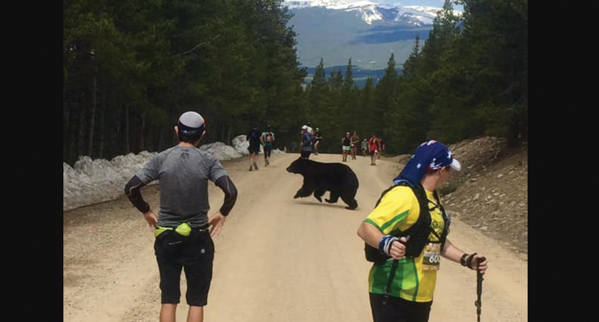 Oso interrumpe carrera en Colorado