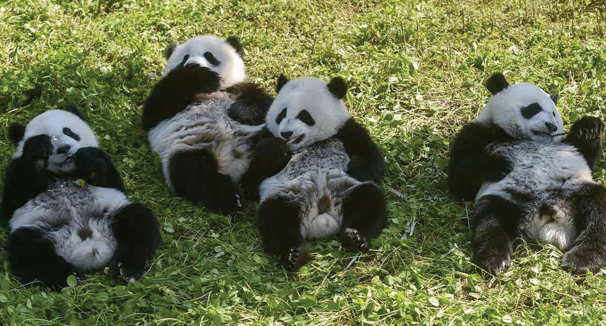 Pandas gemelos podrían ser clave en la supervivencia de su especie