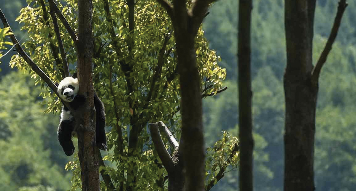 Pandas gemelos podrían ser clave en la supervivencia de su especie - pandita1