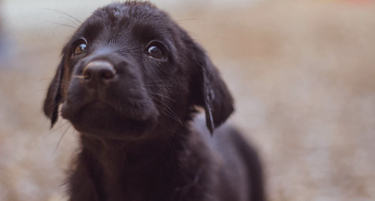 Aplicación ayuda a alimentar perros de la calle
