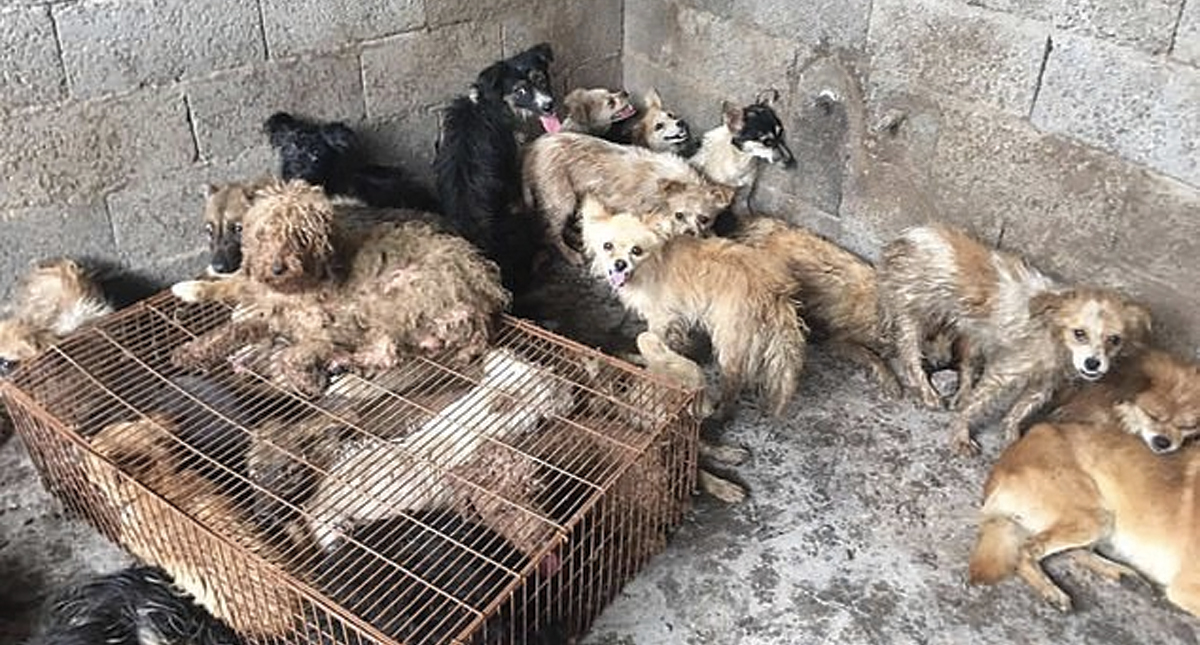 #Video Rescatan a perros que iban a ser cocinados en festival en China