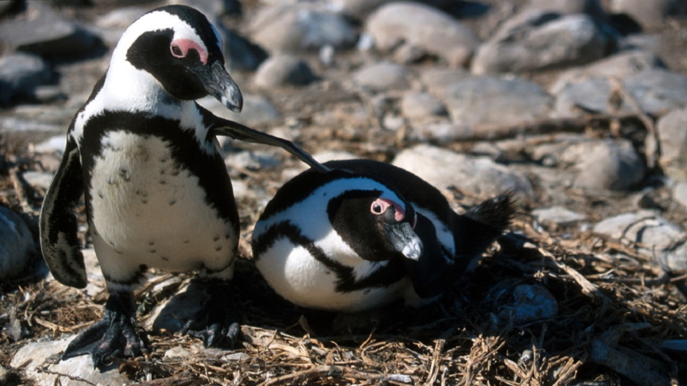 #Video Pingüinos dan de comer a aves marinas - pinguino-spheniscus-demersus