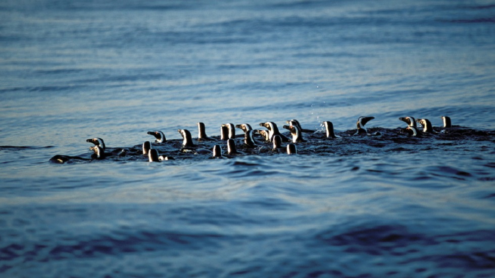 #Video Pingüinos dan de comer a aves marinas