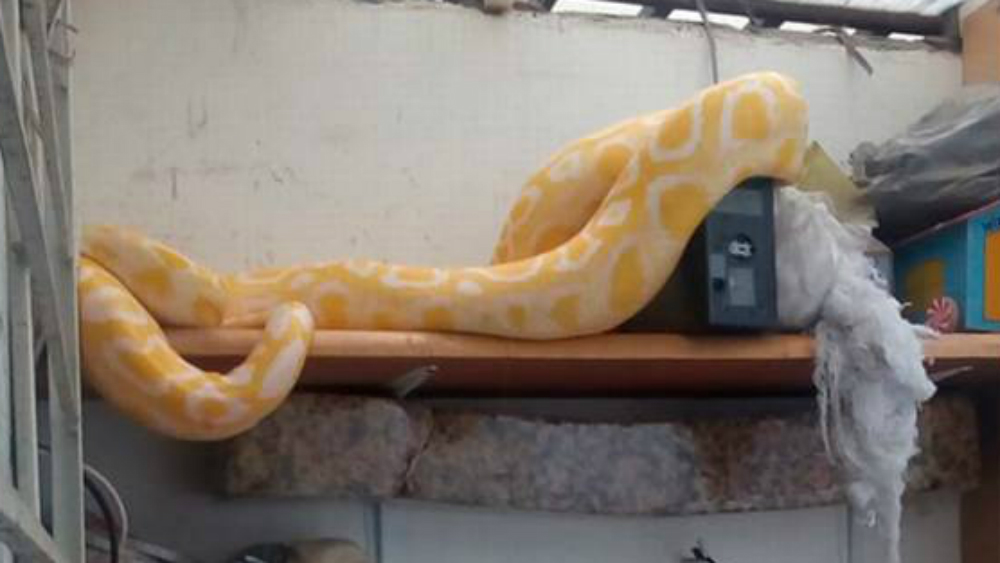 Aseguran serpiente de cuatro metros en Puebla