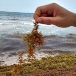 Investigador de Florida busca convertir sargazo en comida