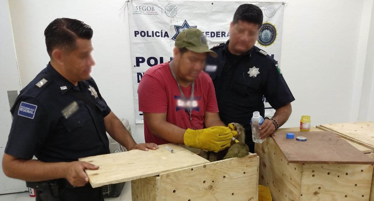 FGR niega colusión en presunto tráfico de perezosos y monos capuchinos