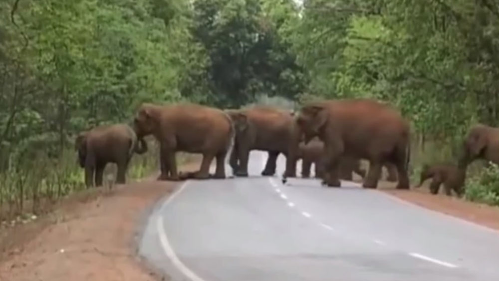 #Video Elefante carga cadáver de su hijo en procesión hacia funeral - procesion-de-elefantes