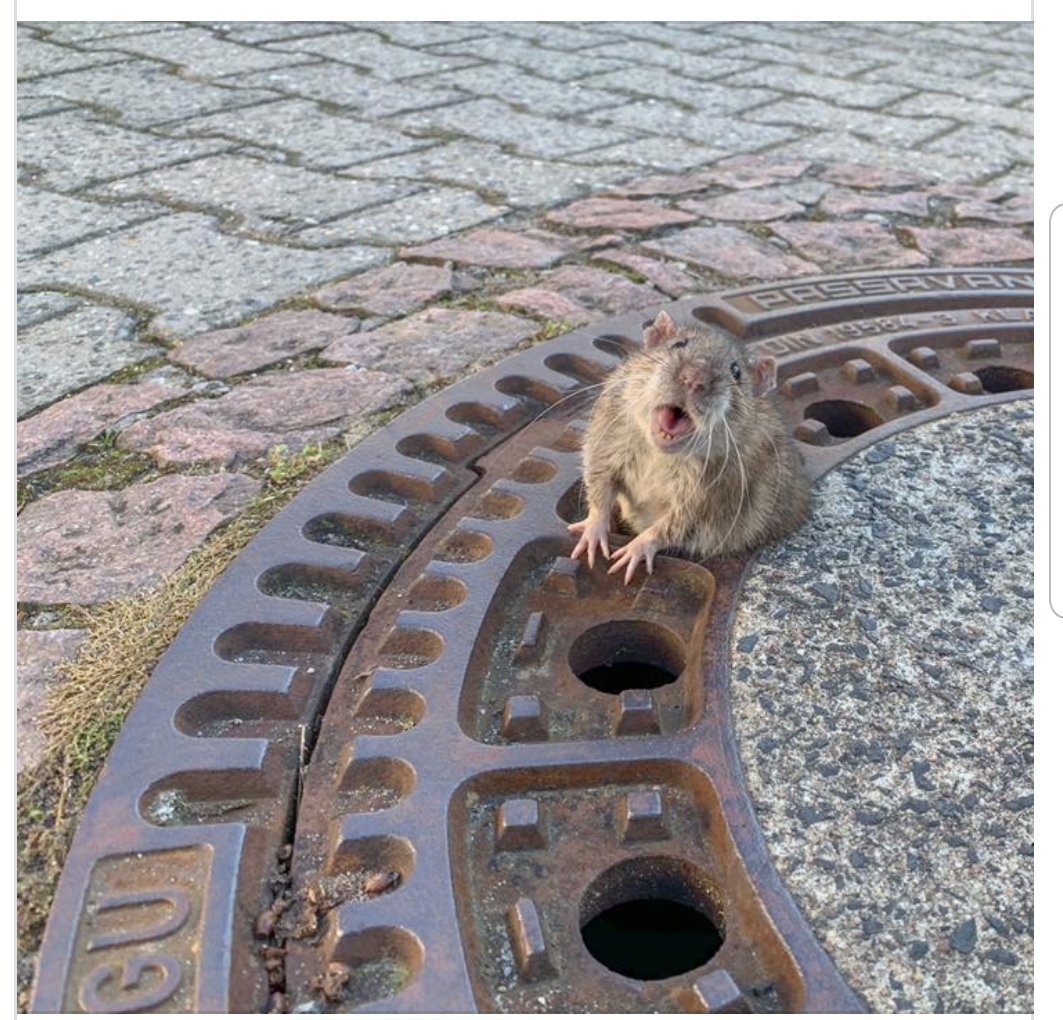 Rescatan a ardilla tras quedar atascada en alcantarilla - rat