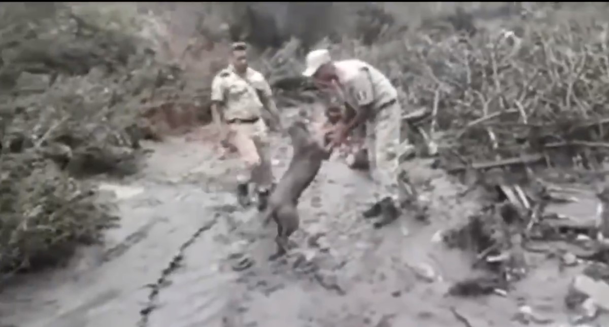 #Video Perro agradece ser rescatado tras desborde de río en Jalisco