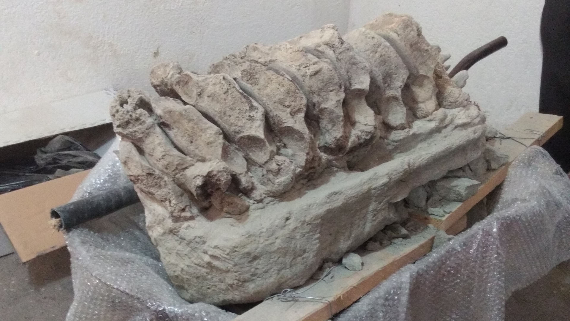 #Video Hallan restos de mamut y lobo gigante en Puebla - restos-hallados