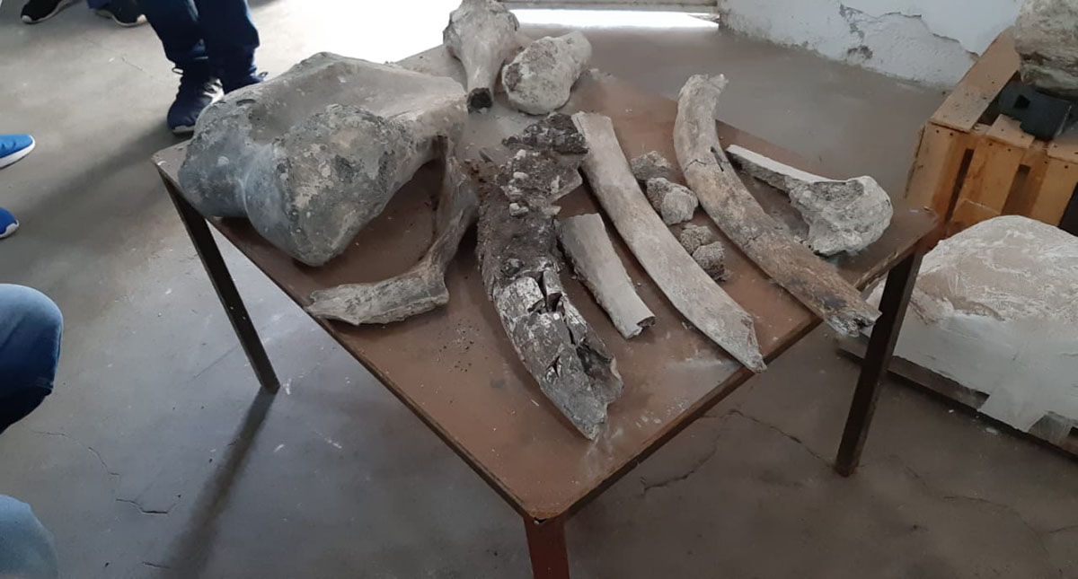 #Video Hallan restos de mamut y lobo gigante en Puebla - restos-oseos-de-mamut