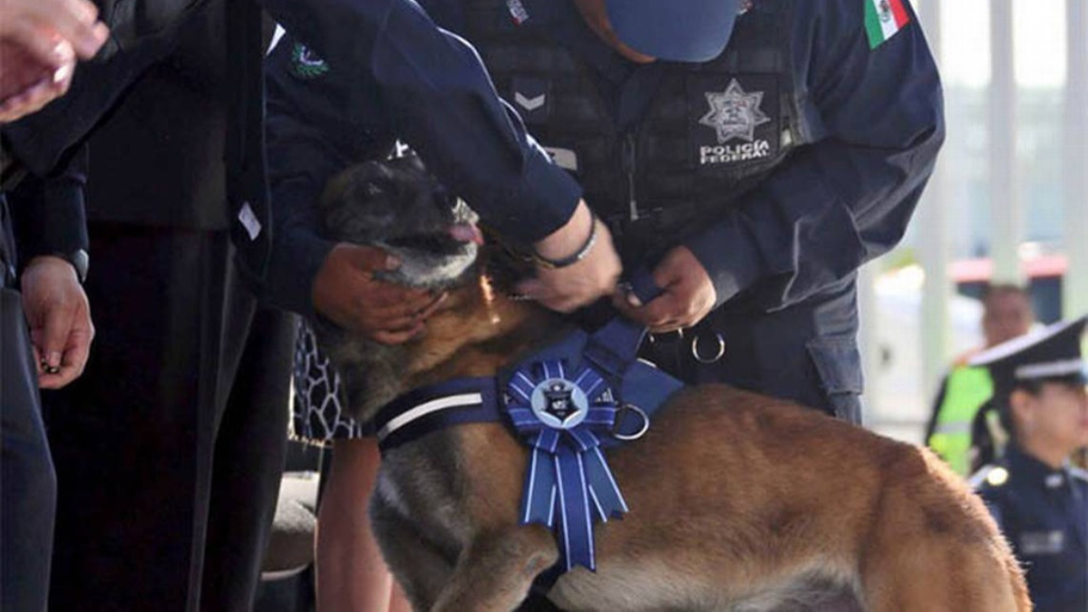 Policía Federal dará en adopción 28 oficiales caninos