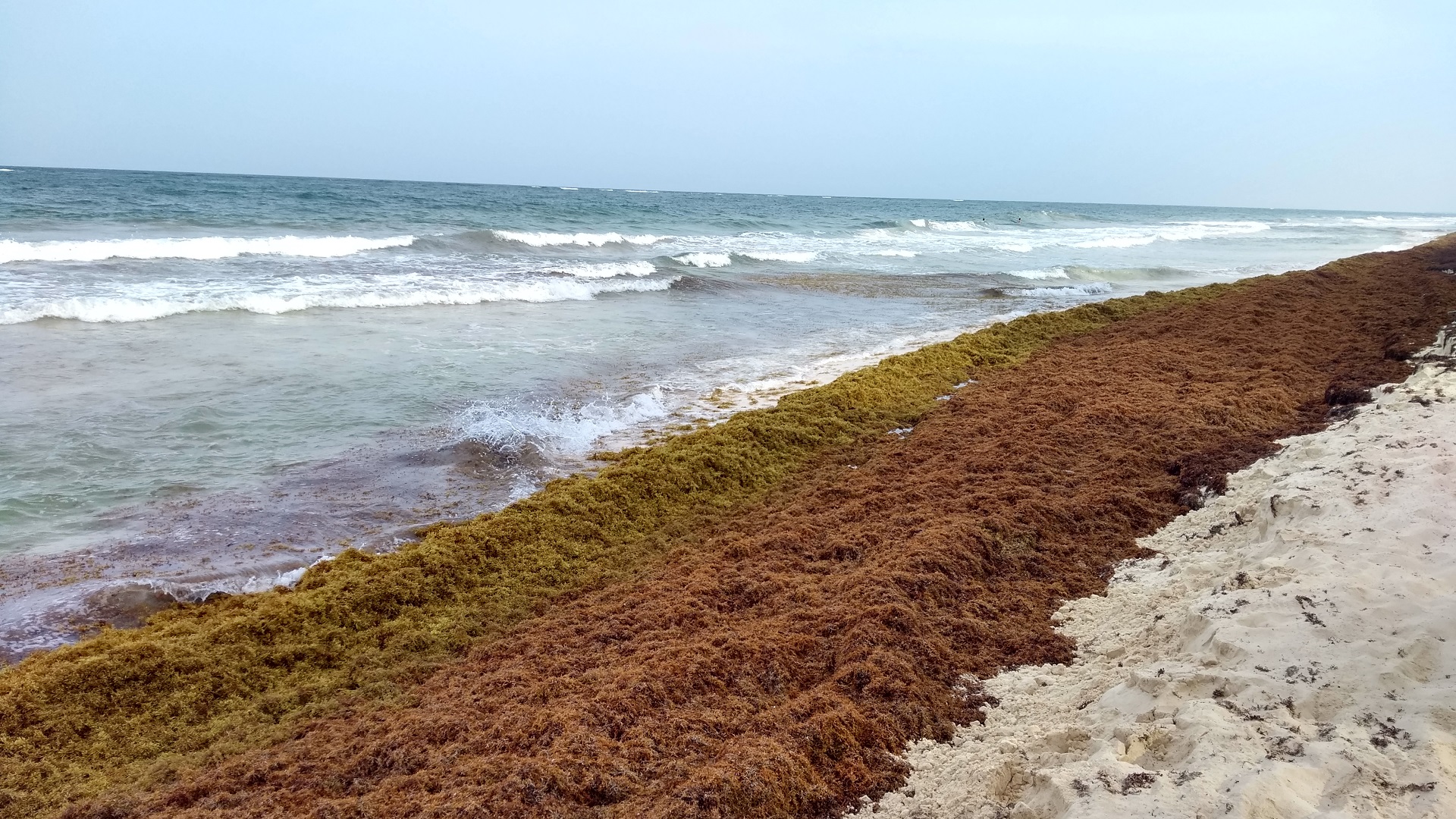 Cancún albergará cumbre internacional del sargazo