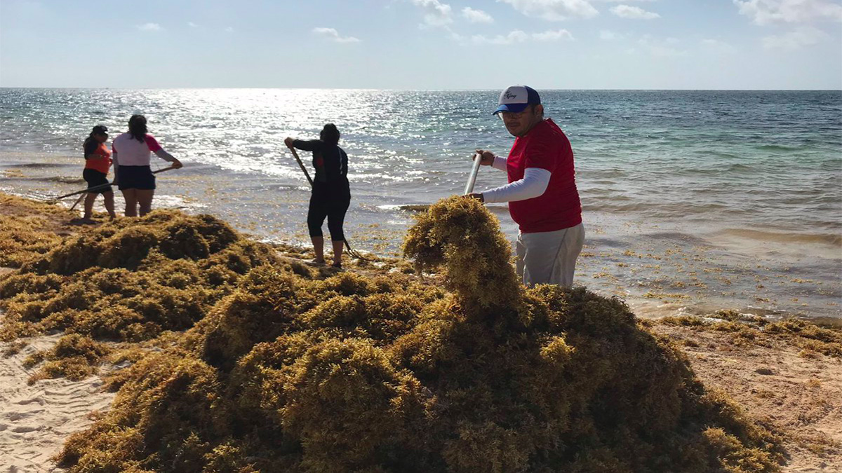 En octubre estará listo el primer buque recolector de sargazo: Semar - sargazo-quintana-roo