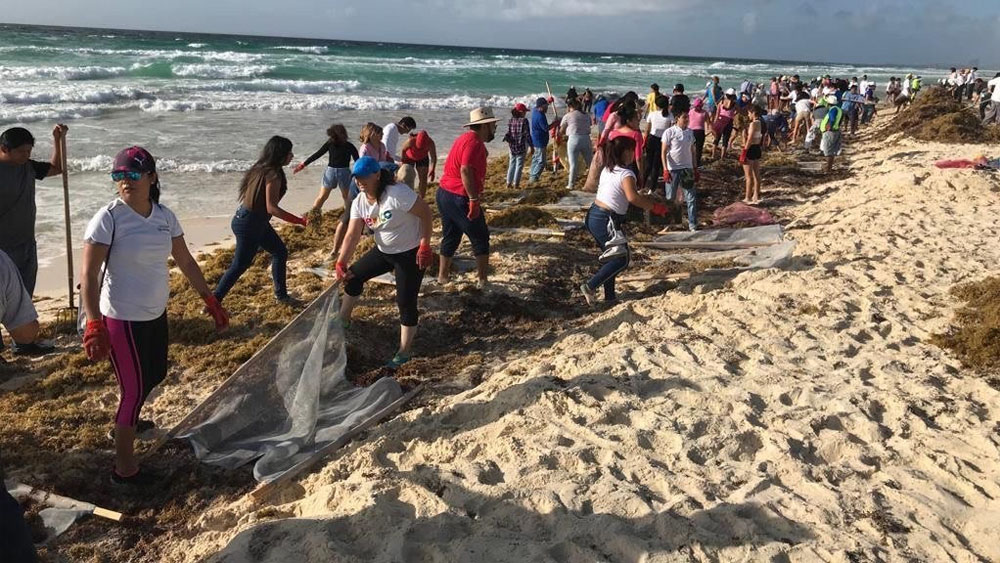 Quintana Roo publica protocolos para combatir el sargazo