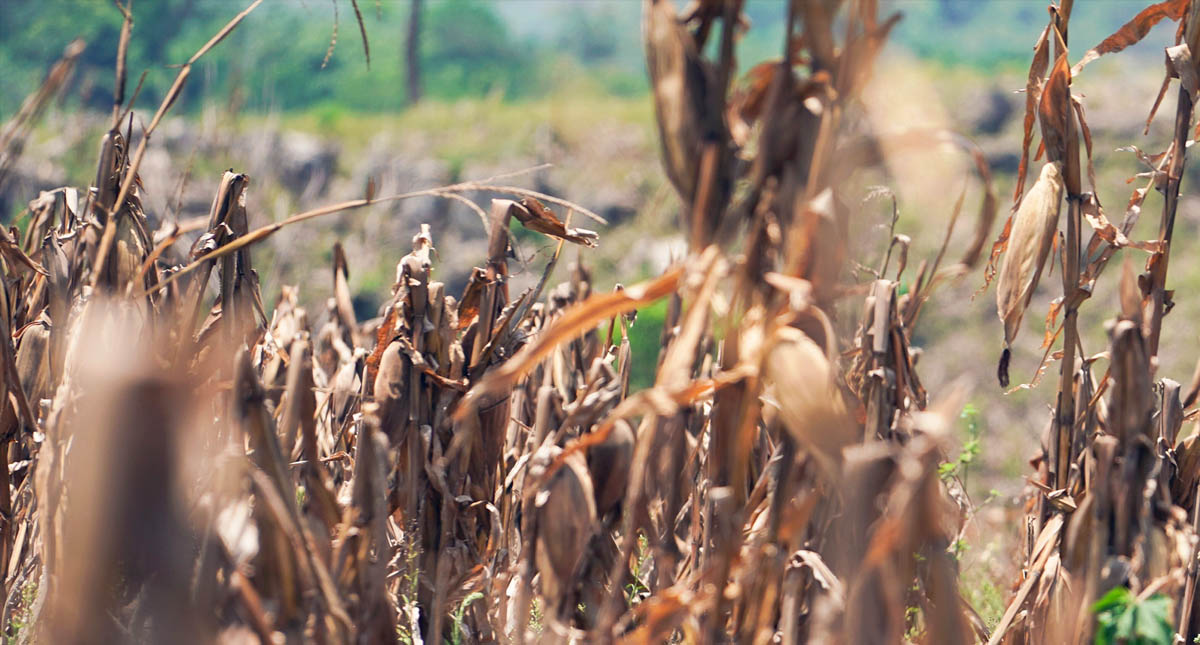 Suman 108 migrantes trabajando en Sembrando Vida