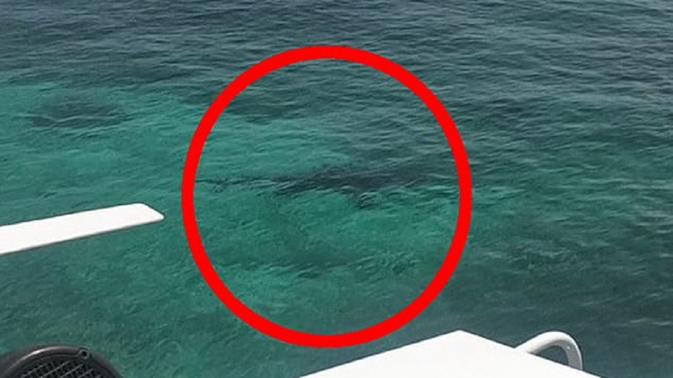 Joven de 21 años muere en ataque de tres tiburones - sombra-del-tiburon-mas-grande-que-ataco-a-lindsey