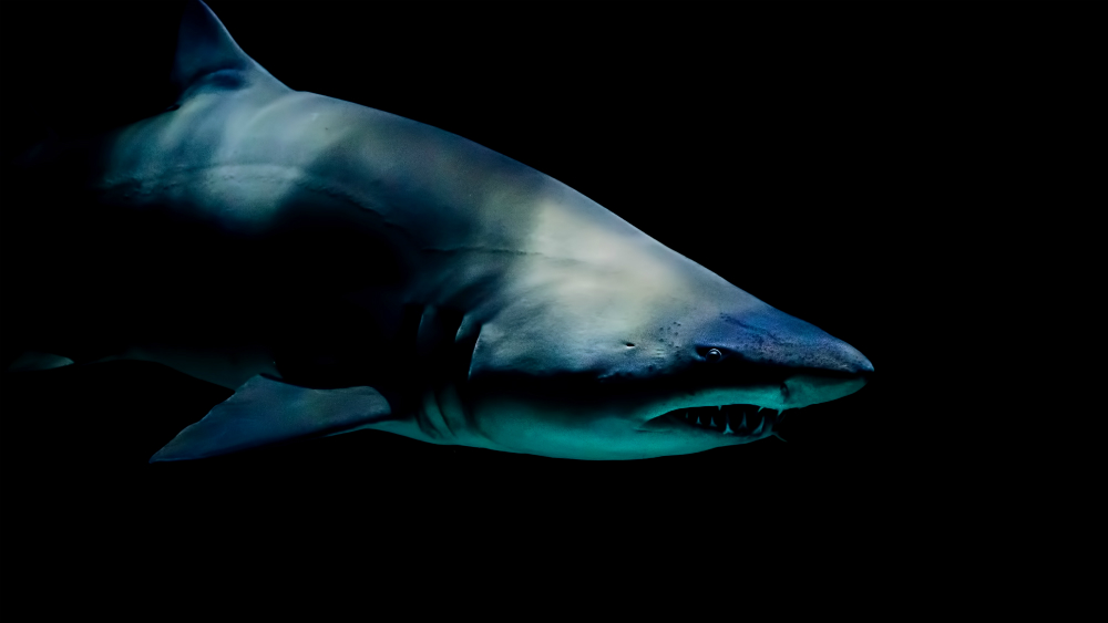 Greenpeace alerta sobre sobrepesca de tiburones en el Atlántico Norte