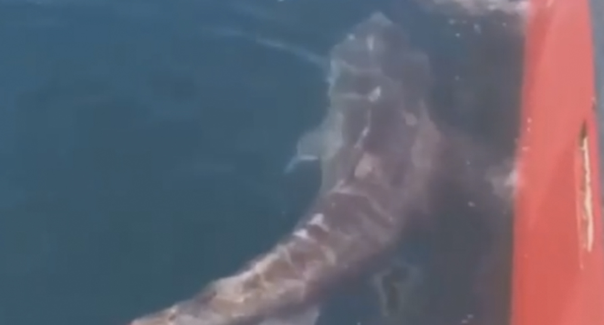 #Video Pescadores cortan cola a tiburón