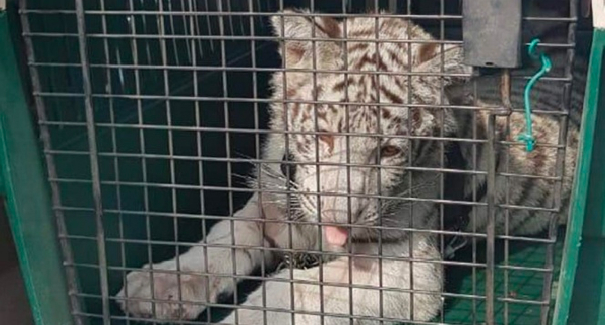 Aseguran un cachorro de tigre blanco en domicilio de Veracruz
