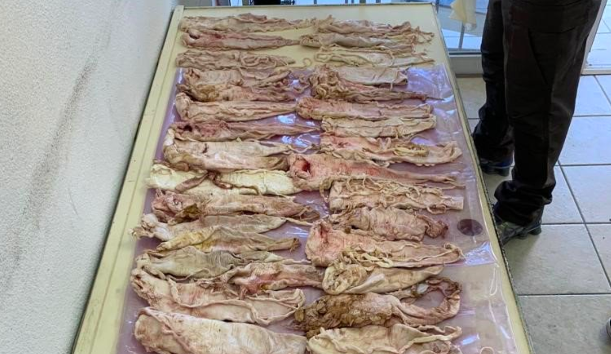 Confiscan 43 totoabas en Baja California